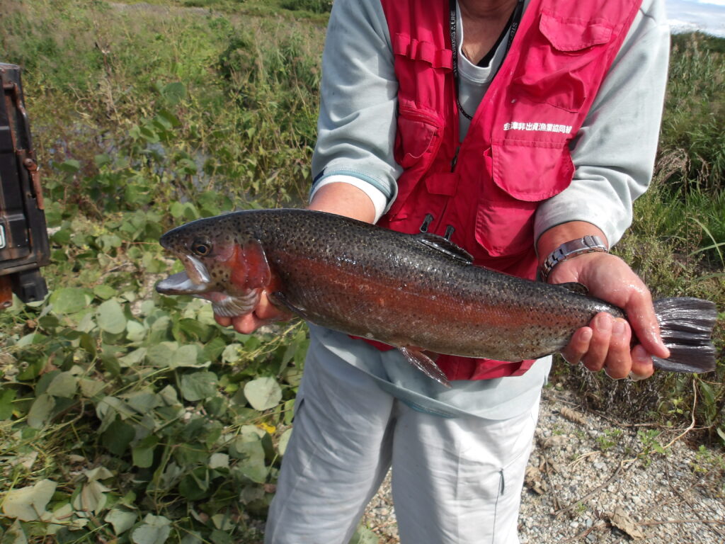 ニジマス放流しました🎣