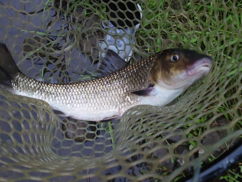 🎣芦ノ牧特設釣場の釣果情報😎